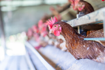 Chicken eggs heather on farm	