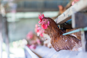 A group of brown layer hens inside a commercial poultry farm, standing in cages and laying eggs on metal conveyor trays. The chickens are part of an industrial egg production system. 