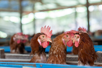A group of brown layer hens inside a commercial poultry farm, standing in cages and laying eggs on metal conveyor trays. The chickens are part of an industrial egg production system. 