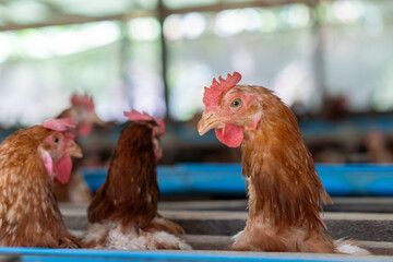 A group of brown layer hens inside a commercial poultry farm, standing in cages and laying eggs on metal conveyor trays. The chickens are part of an industrial egg production system. 