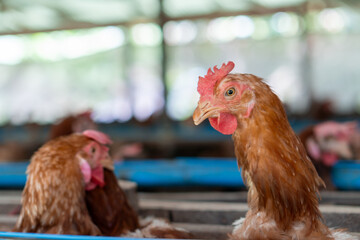 Chicken eggs heather on farm	