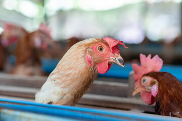 A group of brown layer hens inside a commercial poultry farm, standing in cages and laying eggs on metal conveyor trays. The chickens are part of an industrial egg production system. 