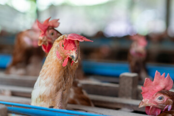 A group of brown layer hens inside a commercial poultry farm, standing in cages and laying eggs on metal conveyor trays. The chickens are part of an industrial egg production system. 