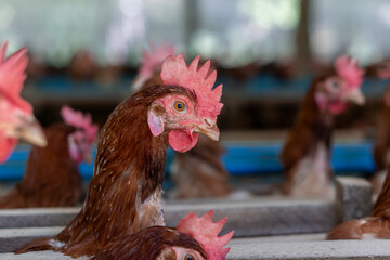 Chicken eggs heather on farm	