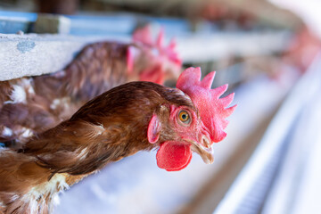 A group of brown layer hens inside a commercial poultry farm, standing in cages and laying eggs on metal conveyor trays. The chickens are part of an industrial egg production system. 