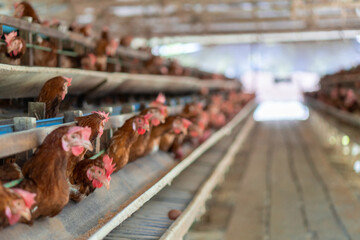 Farm Chickens and Roosters Breeding Agriculture Industry