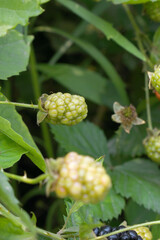 Natural food - fresh unripe blackberries in a garden. Bunch of unripe blackberry fruit, Rubus fruticosus - on branch with green leaves on a farm. Closeup, blurred background. Chakwal, Punjab, Pakistan