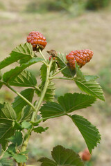 Natural food - fresh unripe blackberries in a garden. Bunch of unripe blackberry fruit, Rubus fruticosus - on branch with green leaves on a farm. Closeup, blurred background. Chakwal, Punjab, Pakistan