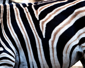 Close-up of zebra stripes, black and white animal fur texture