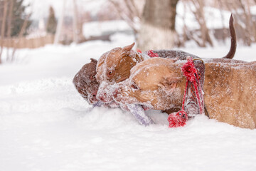 Close-up of three strong dogs playing tug of war with purple puller toy amid thick snow. Red...