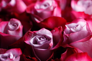 Rose flowers macro close up