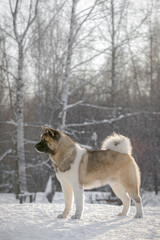 Full-body side view of Akita dog with curled tail and thick fur in winter forest, sunlight shining through trees, snow sparkling around, showing strength and calmness.