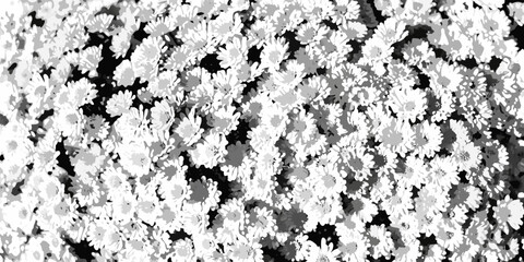 A close up view of numerous small white flowers in a dense cluster