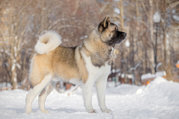 Majestic Akita dog with curled fluffy tail stands in side pose on snow path, illuminated by gentle winter sunlight among forest trees, showing powerful proportions and elegance.