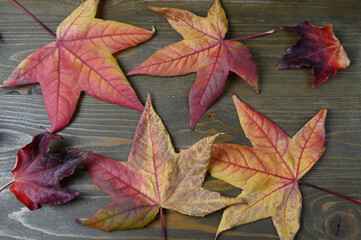Autumn Leaves Clustered on Rustic Wooden Surface