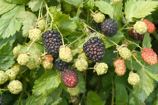 Natural food - fresh ripe and unripe blackberries in a garden. Bunch of ripe and unripe blackberry fruit on branch with green leaves on a farm. Close-up, blurred background. Chakwal, Punjab, Pakistan