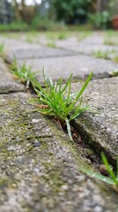 Macro image of fresh green grass emerging from a concrete paving joint, showing a tiny urban ecosystem thriving in a narrow gap with soft daylight and clean minimal style