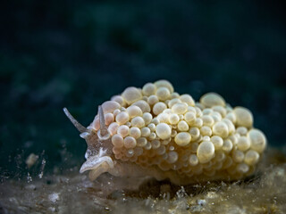 Grape Doto, Goldene Doto (Doto ussi)