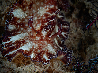 Flatworm Discodoris, Bohol Discodoris (Discodoris boholiensis)