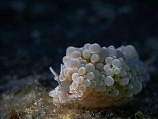 Grape Doto, Goldene Doto (Doto ussi)