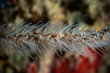 Single whip coral branch at night