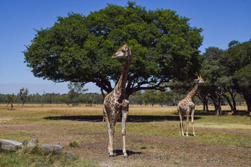 Naklejka premium Giraffes in a nature reserve in Southern Africa