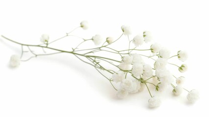A close-up shot of baby's breath flowers arranged on a clean white surface, ideal for use in wedding or event designs