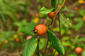 Unripe medlar fruit on tree branch.