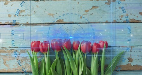 Lining red tulip blooms and green leaves across lower third on pale blue planks, HUD overlay