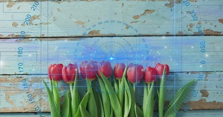 Fotobehang Vlees Lining red tulip blooms and green leaves across lower third on pale blue planks, HUD overlay  © vectorfusionart