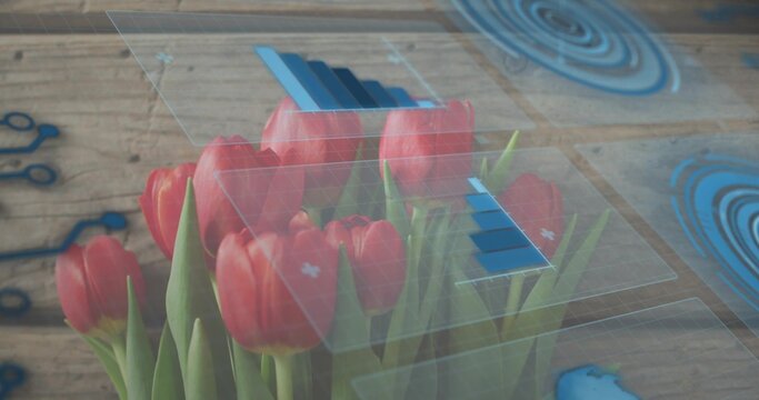 Showing cluster of red tulip blossoms with green stems on wooden plank, floating HUD panels
