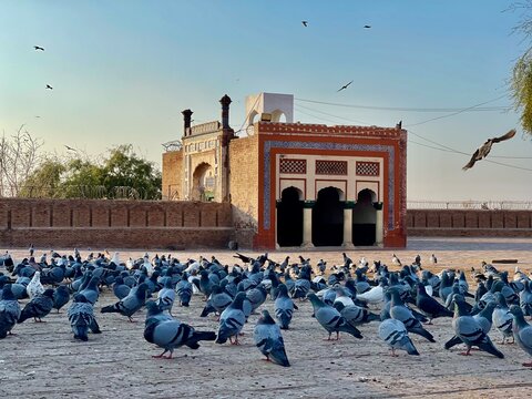Tomb of Shah Rukn e Alam in Multan, Pakistan, with pigeons gathered in the foreground and birds in flight under a clear blue sky.