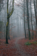 Obraz premium Misty Forest Path in Autumn