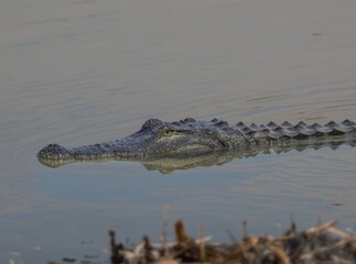 Obraz premium Crocodile Swimming in Calm Water Surrounded by Natural Landscape