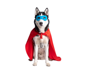  Heroic Siberian Husky in Red Cape Standing Proudly, Front View, isolated on transparent background