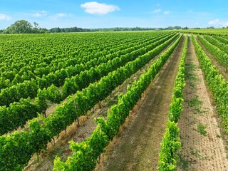 Aerial view of lush vineyards in France, featuring neat rows of green grapevines under a clear blue sky. Perfect for promoting wine production or tourism in France.