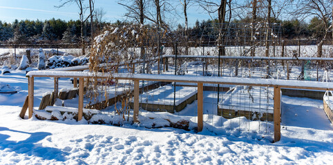 snow covered vegetable garden 
