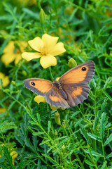 Gatekeeper butterfly (Pyronia tithonus) also known as Hedge Brown with its wings open which is found flying in spring and summer, macro nature photography of butterflies, close-up stock photo