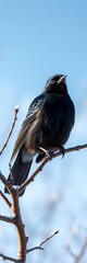 Fototapeta premium Glossy black bird perched on a bare branch against a stark winter sky, silhouette, outdoor