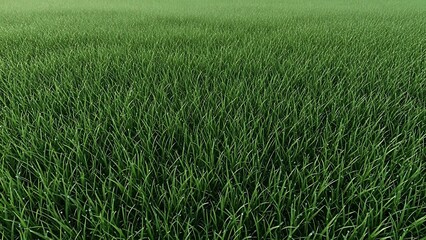 Expansive green grass field receding into a soft green haze