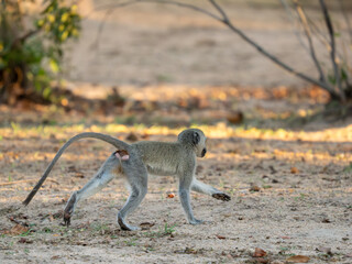 Naklejka premium Grüne Meerkatze