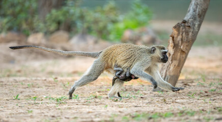 Fototapeta premium Grüne Meerkatze