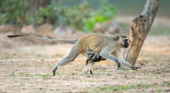 Gr&uuml;ne Meerkatze