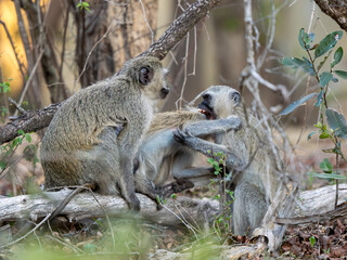 Fototapeta premium Grüne Meerkatze