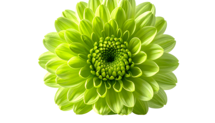 A vibrant, close-up view of a lime-green, perfectly formed flower, isolated on black
