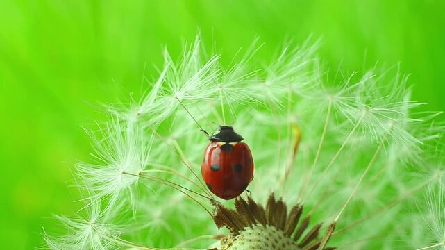 A ladybug moves slowly over tender dandelion seeds in bright daylight, moving from one seed strand to the next. Beetle on a flower smooth movement on a green natural background.