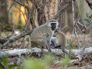 Fototapeta premium Grüne Meerkatze