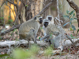 Fototapeta premium Grüne Meerkatze