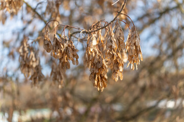 Dry maple seed clusters Acer samaras hang from bare branches in warm sunlight. Autumn tones and blurred background create a calm mood.