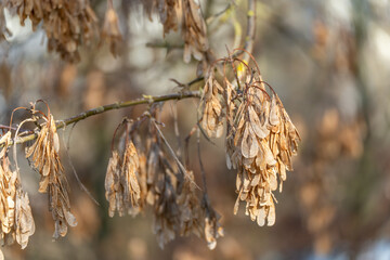Golden maple seeds Acer samaras dangle from a branch in late-season light. Selective focus isolates the textured seed wings.